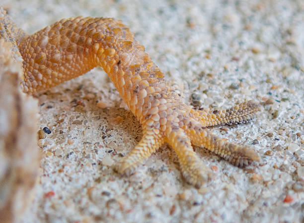 Tarentola mauritanica in close range,