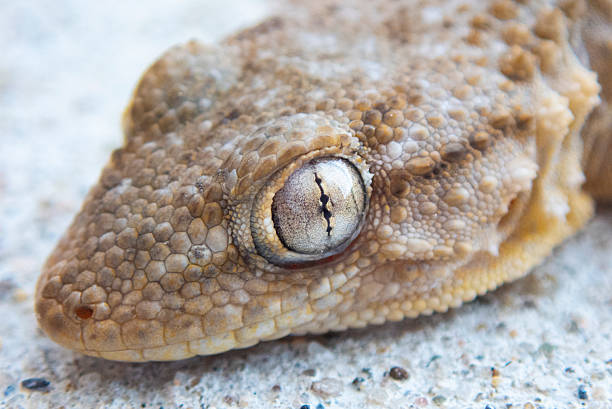 Close-up on a New Caledonia bumpy gecko skin, Rhacodactylus auriculatus