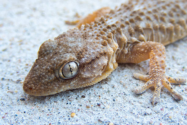 istock Tarentola mauritanica macro shot 2209791477