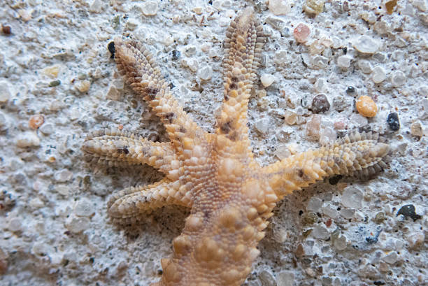 Tarentola mauritanica in close range,