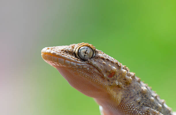 istock Tarentola mauritanica macro shot 2209791497