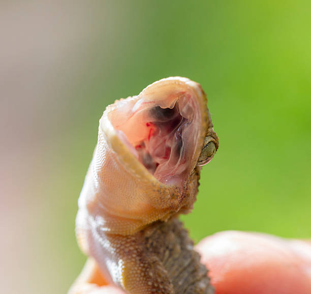 istock Tarentola mauritanica mouth open 2209791503