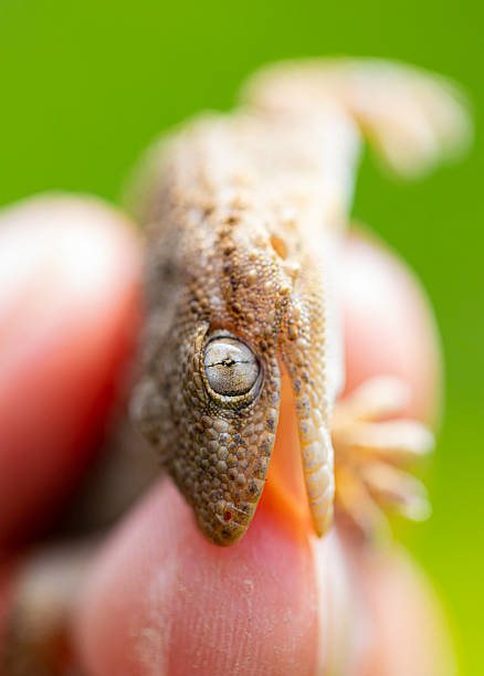 istock Tarentola mauritanica macro shot 2209791511
