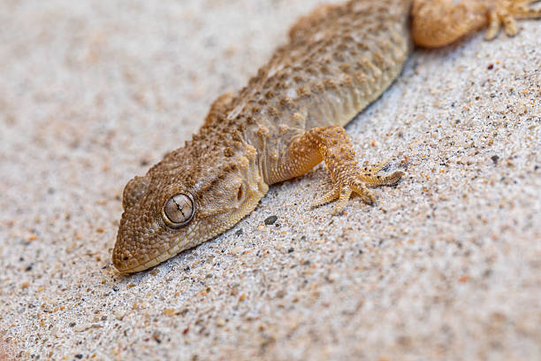 Tarentola mauritanica in close range,