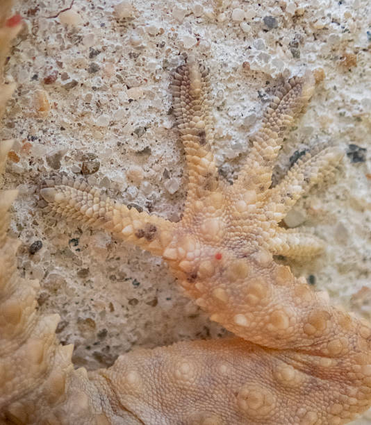 istock Tarentola mauritanica hand macro shot 2209791534