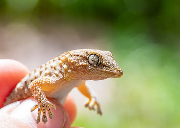 istock Tarentola mauritanica macro shot 2209791579