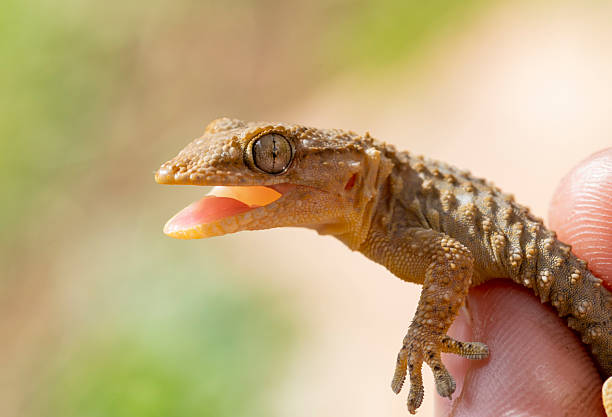 Sudan plated lizard