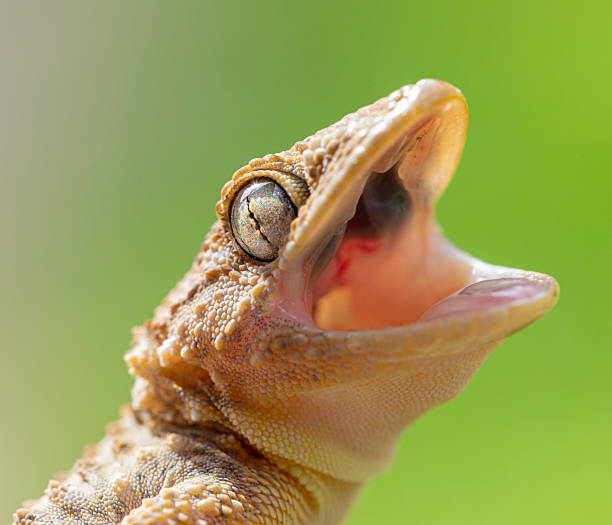 istock Tarentola mauritanica mouth open 2209791606