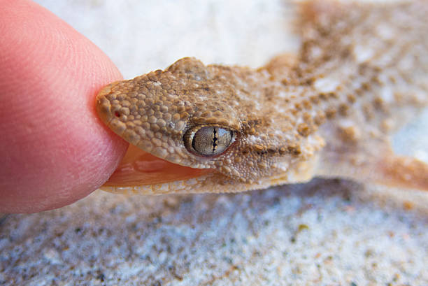 istock Tarentola mauritanica macro shot 2209791608