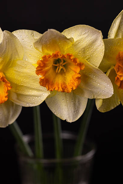 istock Narcissus flowers with water drops on black background 2209791779