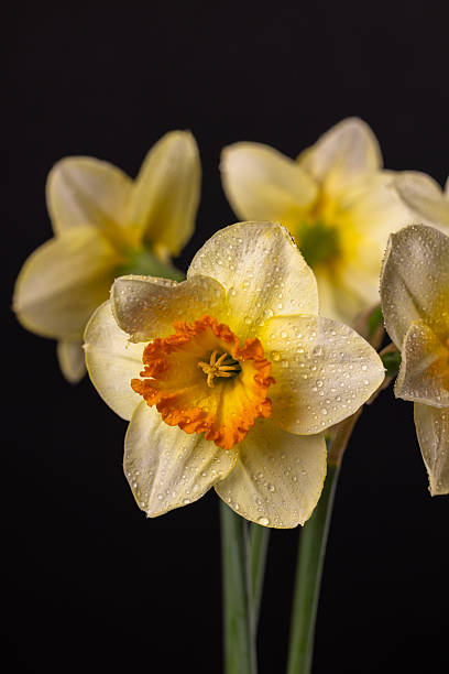 istock Narcissus flowers blooming with water droplets on black background 2209792327