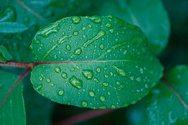 raindrops on the green leaves plant in rainy days in springtime