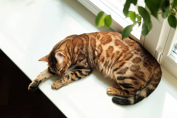 Beautiful Bengal cat is relaxed lying on a windowsill in a cozy room. Top view