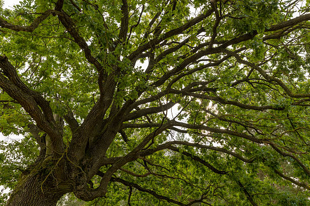 istock a lone oak tree growing in a field with green grass against a cloudy sky 2209798532