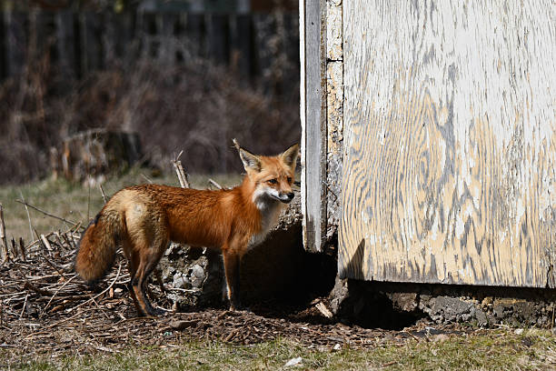 istock Urban wildlife adult Red Fox 2209800049