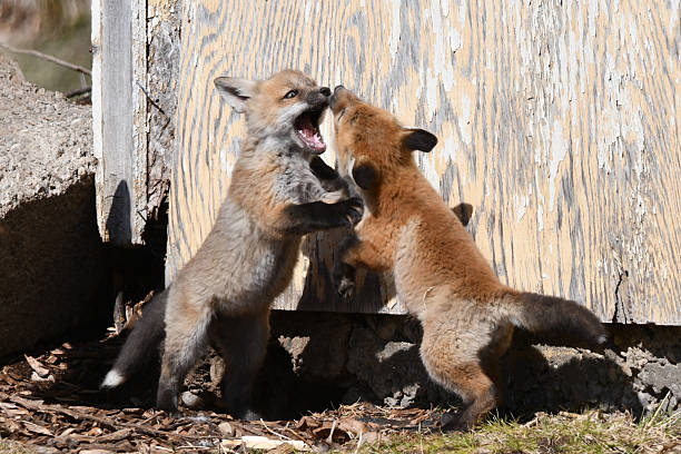 istock Urban wildlife young Red Fox pups playing and exploring 2209800264