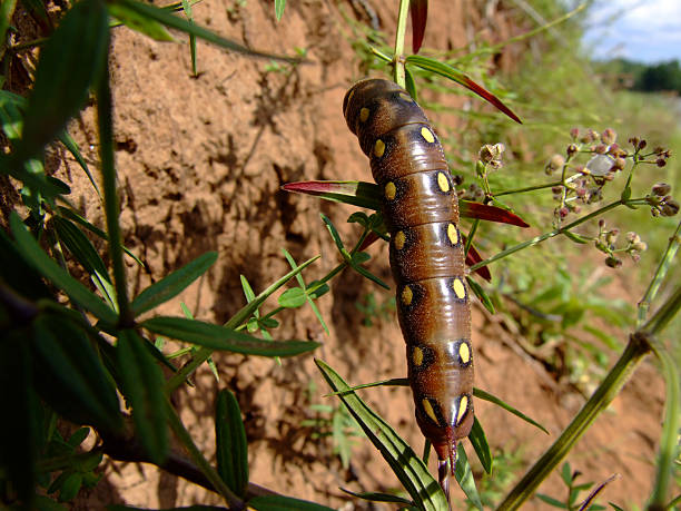 Green butterfly caterpillar eating leaves. Looks beautiful.