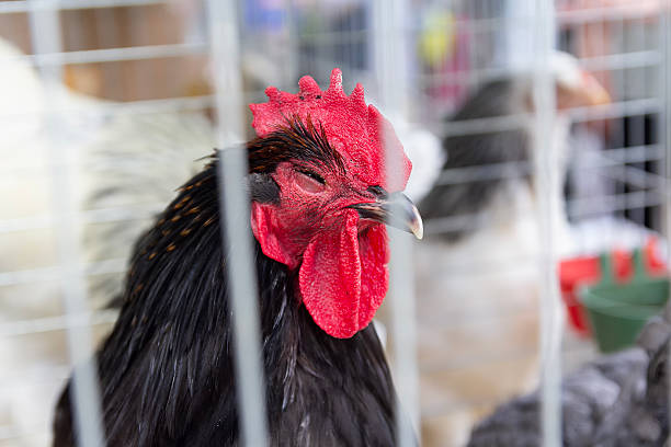 istock Beautiful Australorp chicken in the farmer market 2209800587