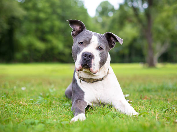 istock A Pit Bull Terrier mixed breed dog lying in the grass 2209802008