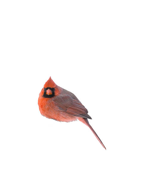 istock red cardinal sitting on branch isolated on white background (cutout of bright colorful bird photo) 2209803316