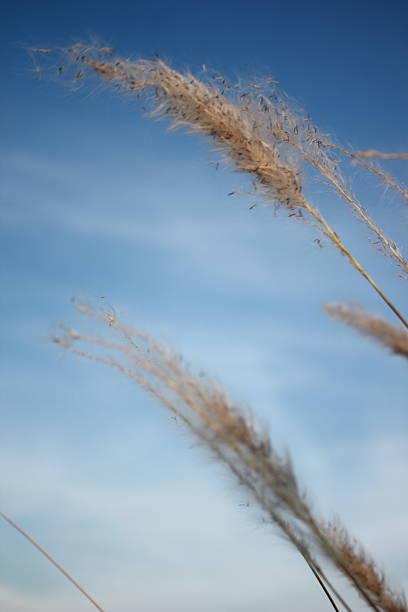 istock close up mission grass under the blue sky 2209803530