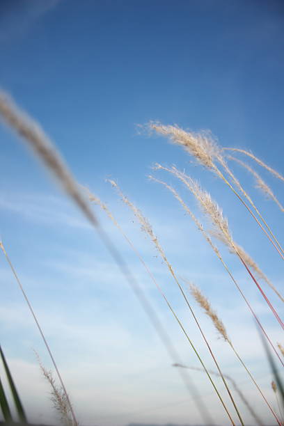 istock close up mission grass under the blue sky 2209803533