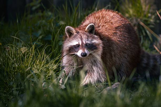 istock Raccoon in Sunlit Grass 2209803578