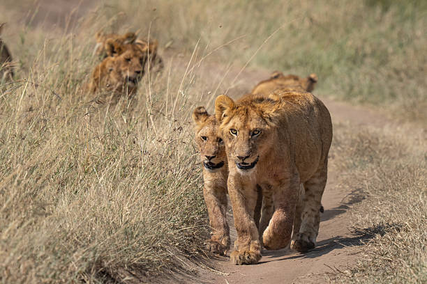 istock Group of lion cubs walking down a road 2209805153