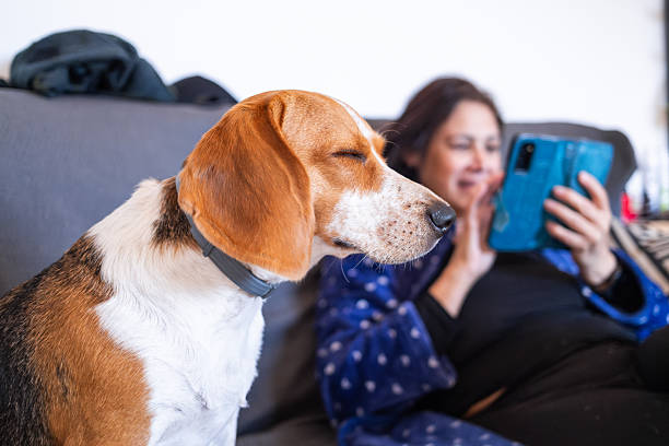 istock Beagle dog relaxing on sofa while woman using smartphone 2209805759