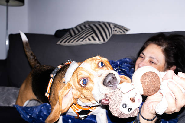 Playful beagle dog tugs enthusiastically on a soft toy held by its smiling owner, creating a heartwarming scene of pet-owner bonding on a comfortable sofa