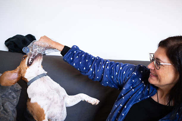 Playful beagle dog joyfully biting a plastic bottle, held by a smiling owner, sitting comfortably on a sofa, enjoying fun moments together at home in a cheerful living room atmosphere