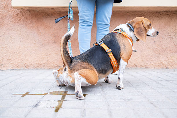 istock Beagle dog urinating on a sidewalk during a walk with its owner 2209806421