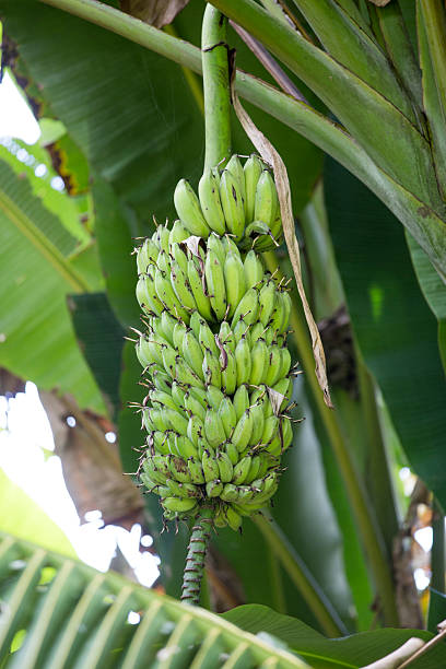 Green bananas growing on a tree