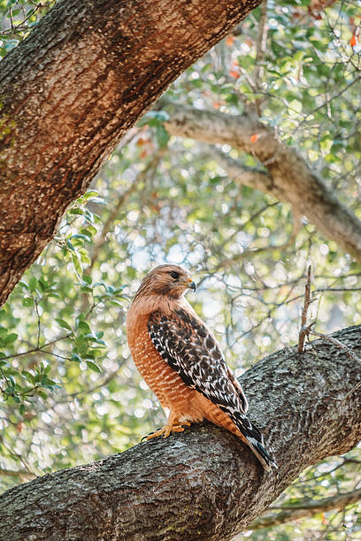 istock Red-shouldered hawk in a tree in Goleta, California 2209807964