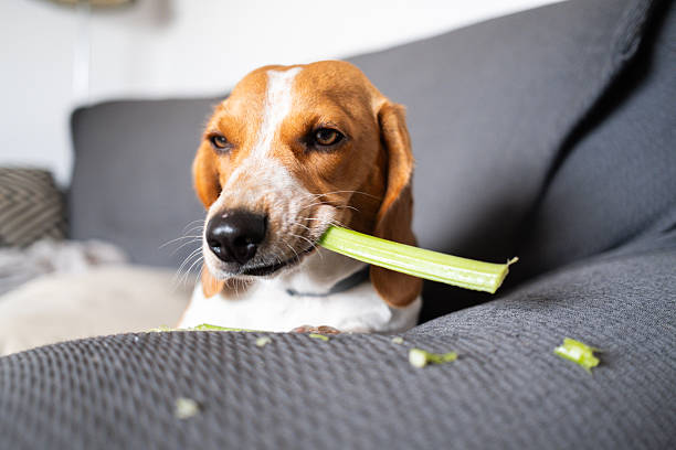 Beagle dog happily chewing on a celery stick while sitting on a gray sofa, creating a delightful mess with small pieces of celery scattered around, showcasing playful curiosity