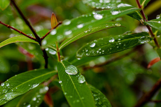 istock Fresh after the rain, leaves and dew 2209808929