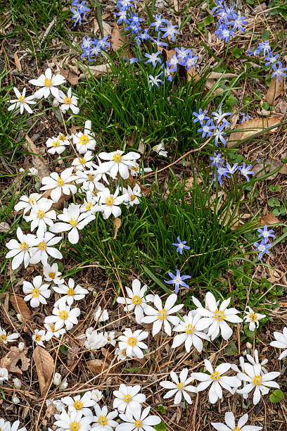 These Bloodroot flowers were not fully open on this dull rainy day but they looked beautiful
