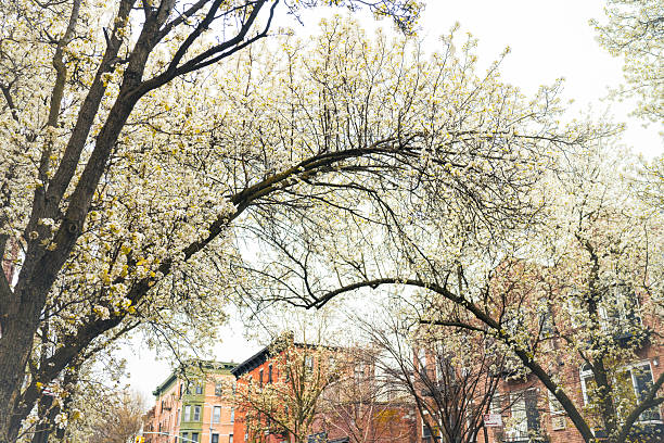 This is a photograph of spring flowers blooming beside residential buildings in the Park Slope neighborhood of Brooklyn, NY.