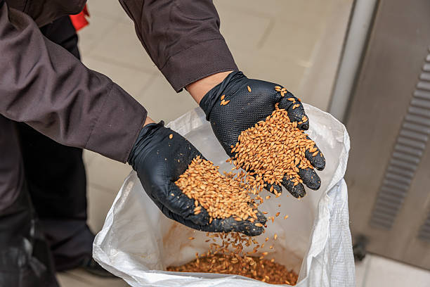 Person handling grain seeds with black gloves in a sack.