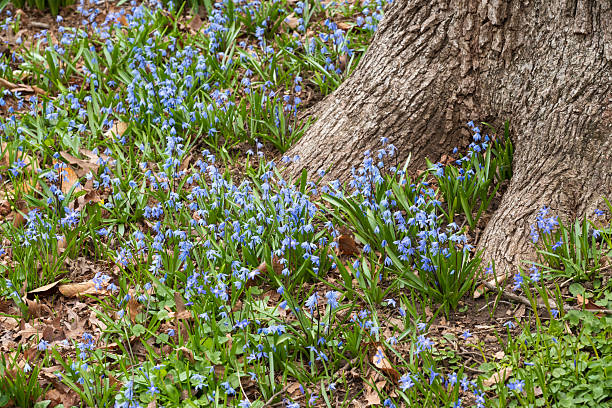 Glory-of-the-Snow in blossom by tree root