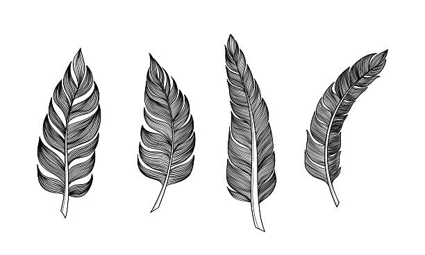 istock Set of bird feathers Hand drawn illustration vector. Outline with bright background 2209814684