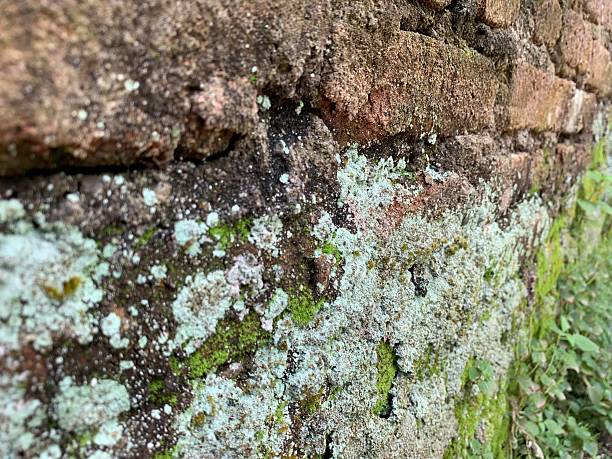 istock FUNGUS ON THE WALL_OUTSIDE 2209818579