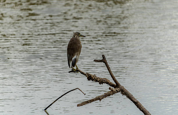 istock Indian pond heron or Ardeola grayii in non-breeding plumage from back with head turned left. 2209819304