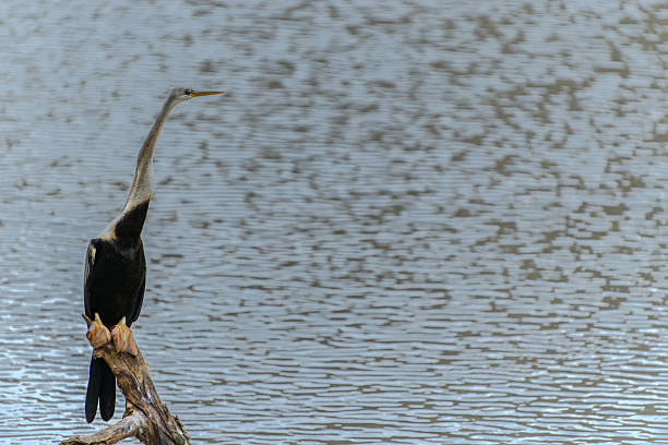 Oriental Darter or Anhinga melanogaster perched over water on dead tree branch in Yala National Park Sri Lanka.
