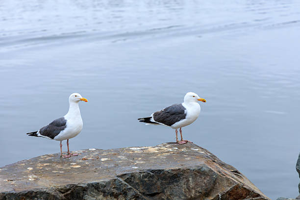 istock California Western Gulls Watching over Ocean Water 2209819902