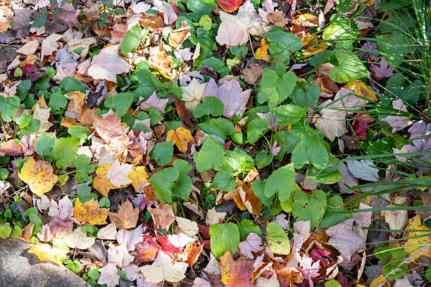 A vibrant carpet of maple leaves in hues of pink, red, orange, and grey covers the grass as they drift down in the crisp air of autumn.