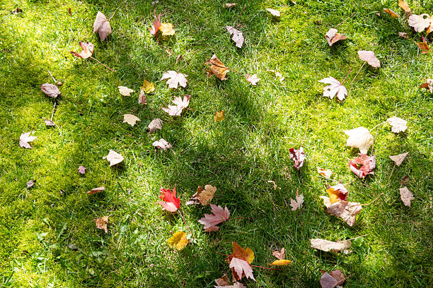 istock Multicoloured maple leaves lie scattered across a grassy floor during autumn 2209820258