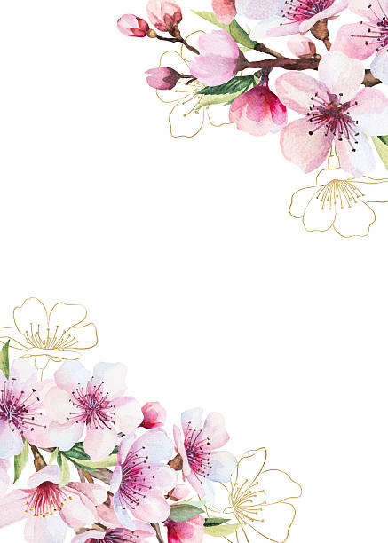 istock Frame with watercolor pink cherry flowers and green leaves, wedding sakura isolated illustration 2209820276