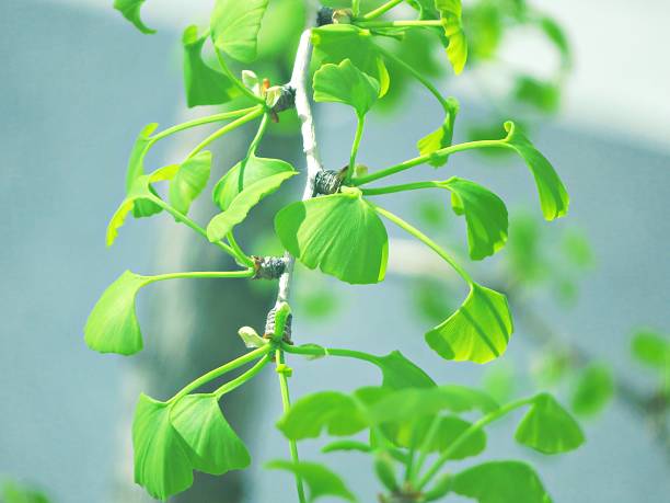 green ginkgo leaves