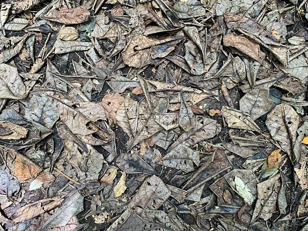 Natural background pattern